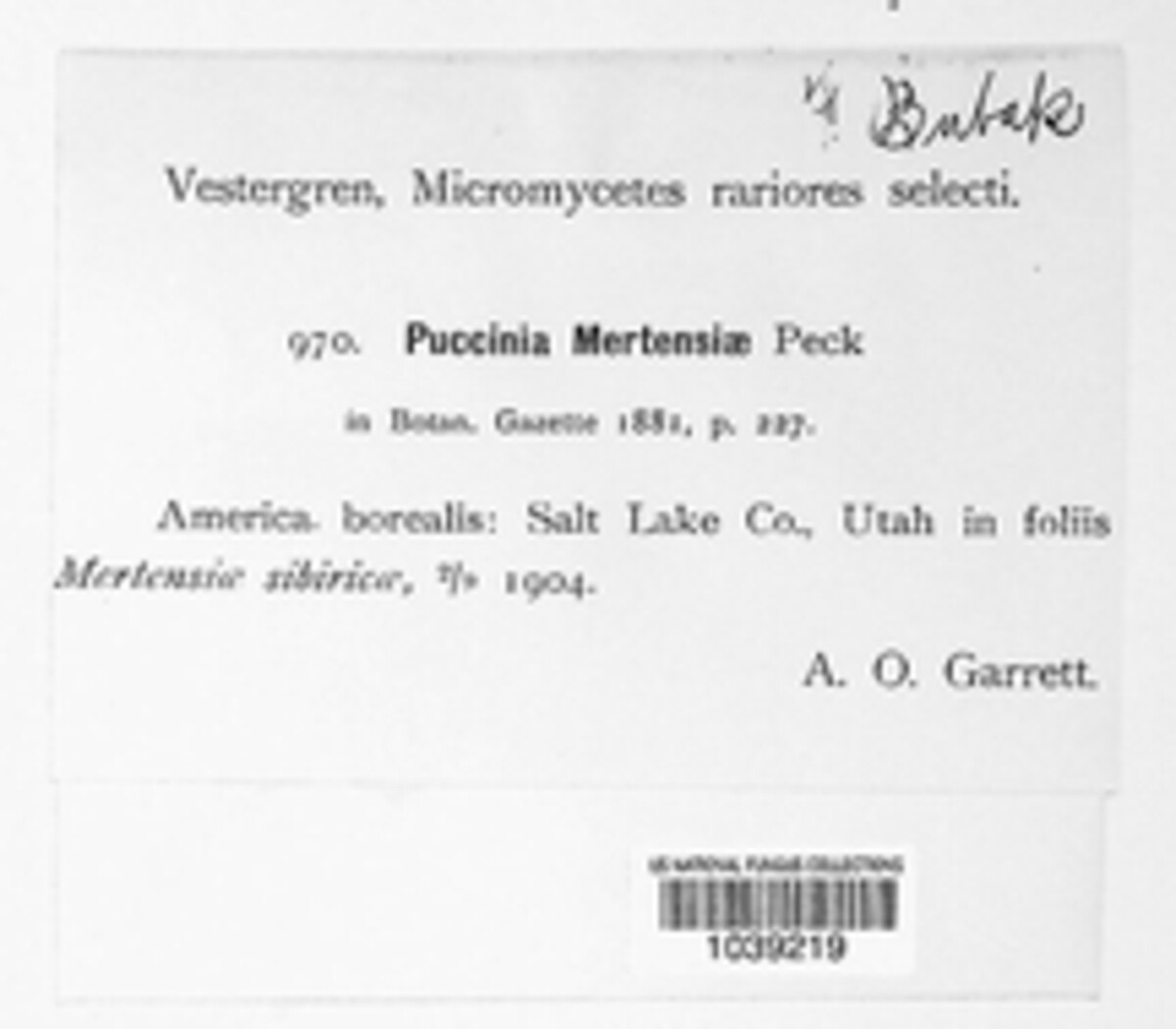 Puccinia mertensiae image